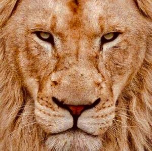 Meet your Posher, Jesus